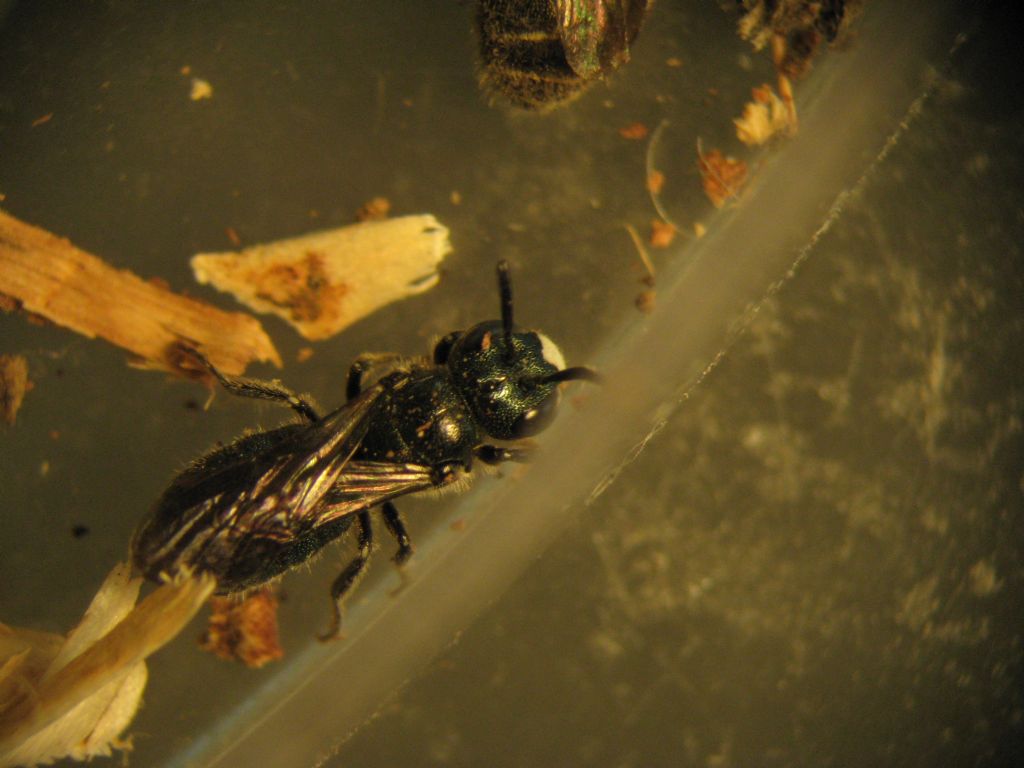 Ceratina sp. su tralci di vite a Chiuro (Sondrio)